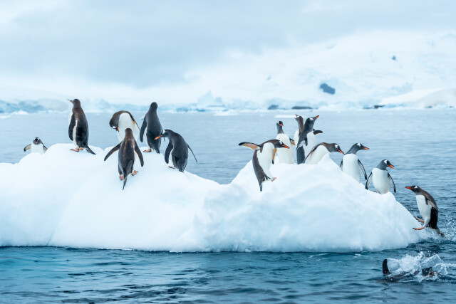 Winter Diving