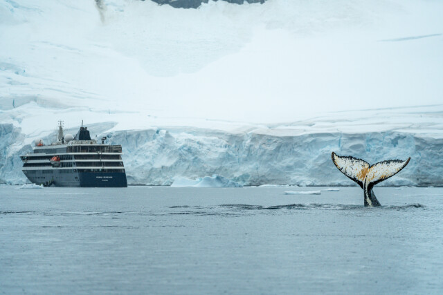 Antarctic Whale Tail
