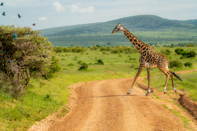 Maasai Mara Traffic