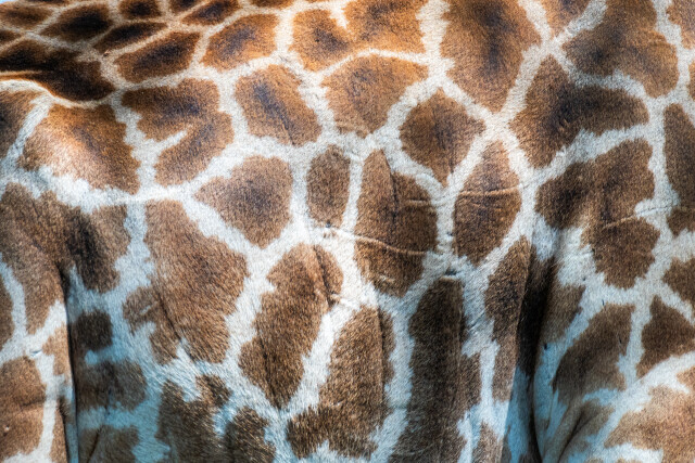 Textures of Africa