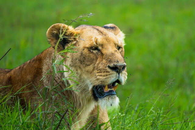 Serengeti Lioness