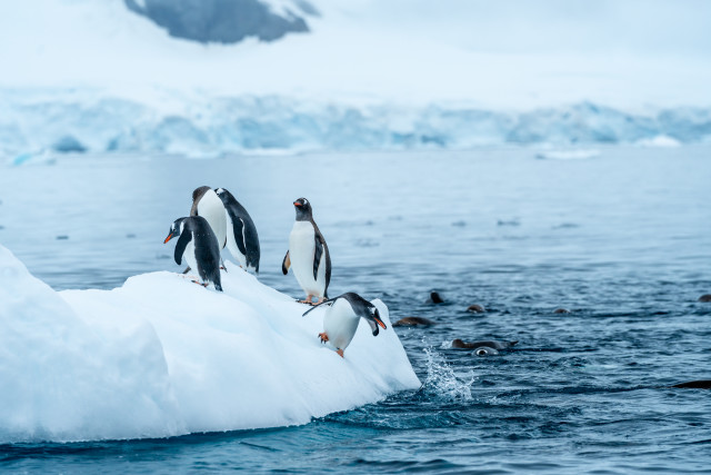 Crowded Iceberg