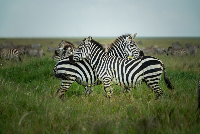 Zebra Crossing
