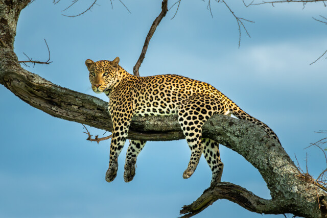Under The Acacia Tree
