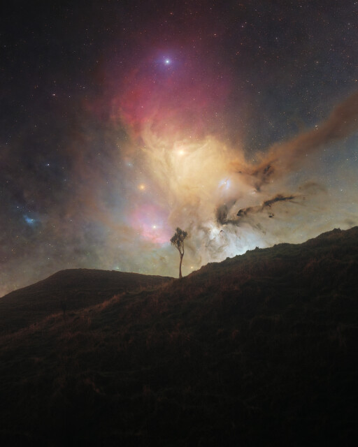 A Lone Cabbage Tree and the Heart of Scorpio
