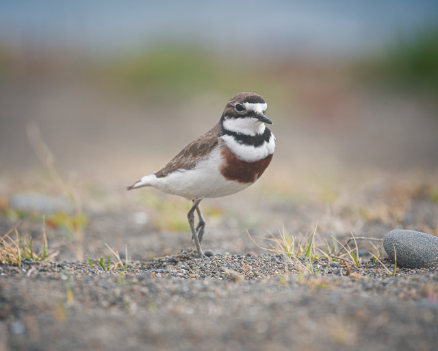 Banded Dotterel