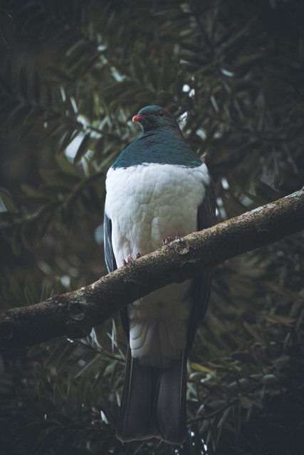 Kererū
