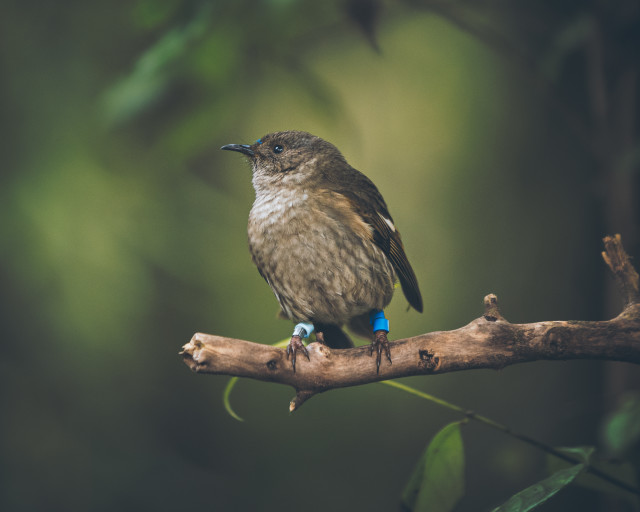 Hihi