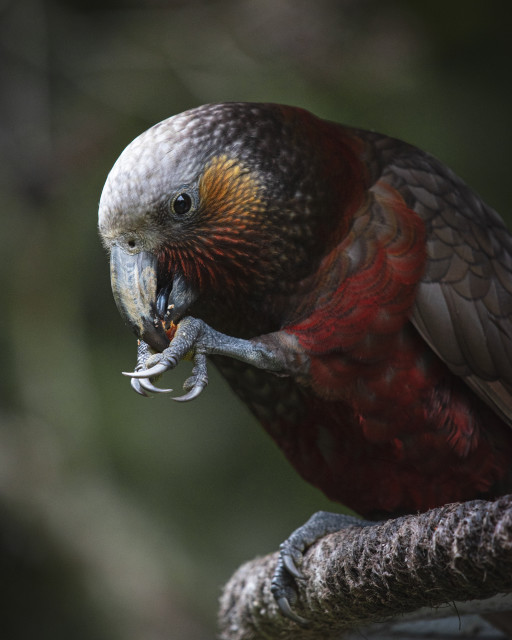 Kaka