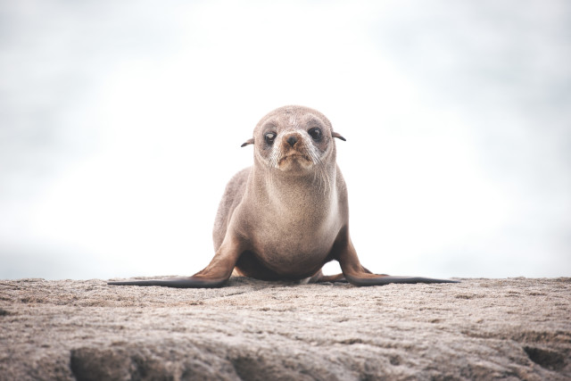 Baby Fur Seal