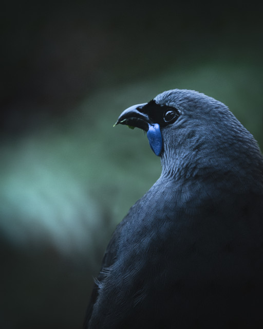 Kōkako