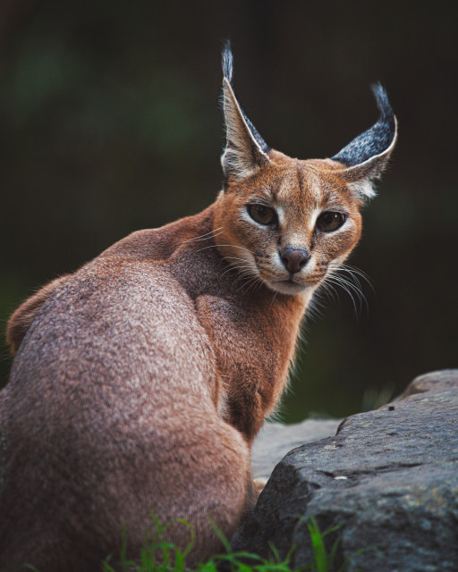 Caracal