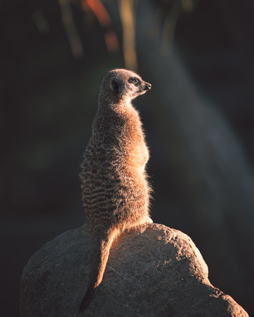 Meerkat