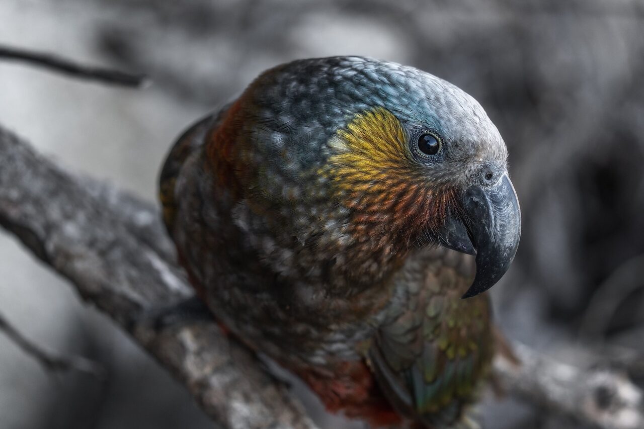 Kaka in the bush at Bark Bay, Abel Tasman