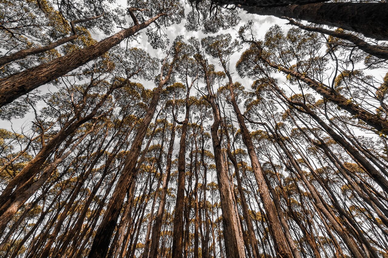 Looking up into a gum forest canopy