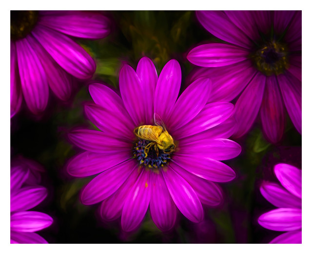 Daisies and Bee