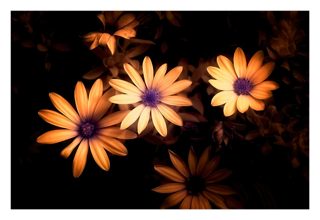 Daisies I