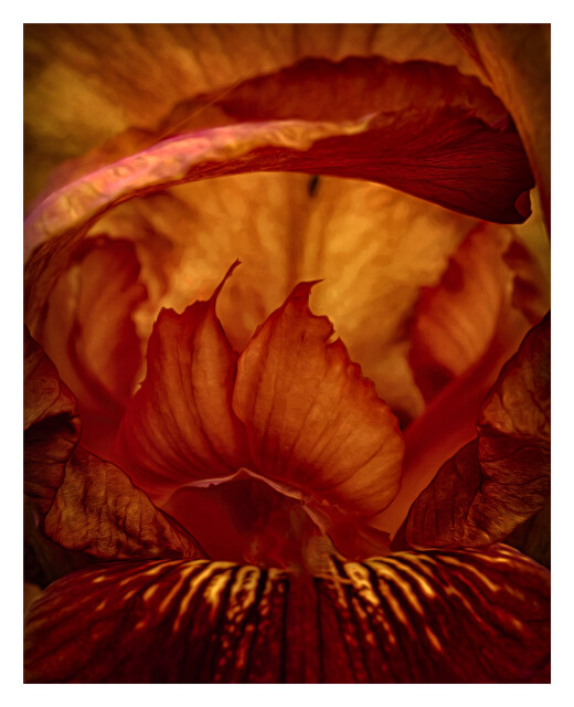 Iris interior