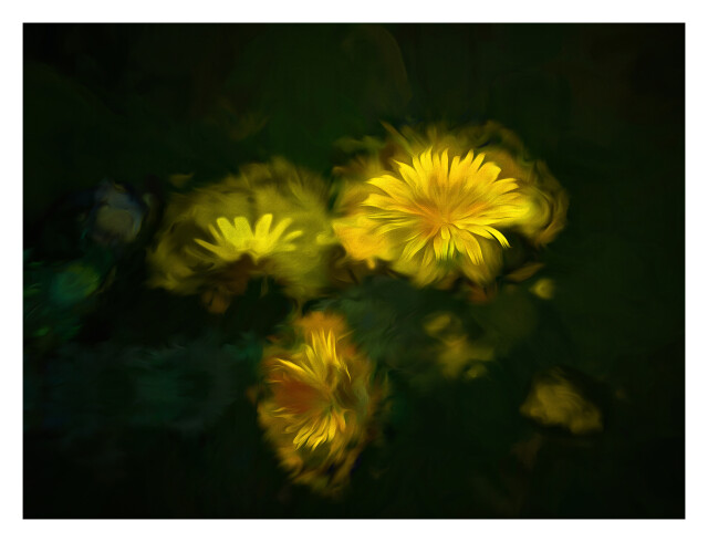 Dandelions