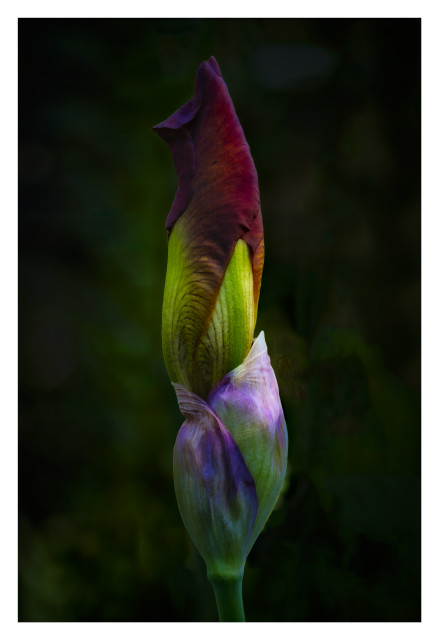 Iris Furled