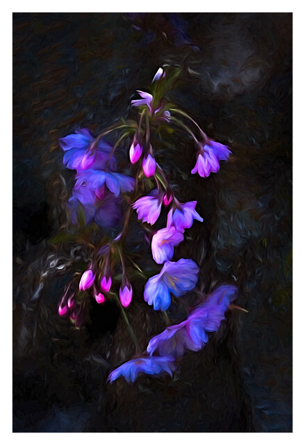 Sakura I 