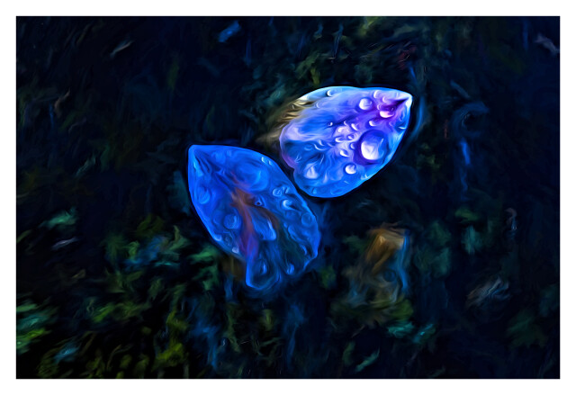 Sakura III Reef Fish