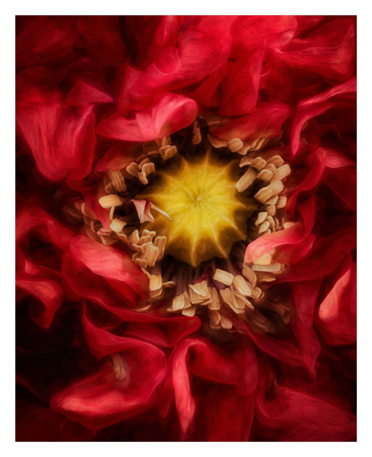 Poppy- A portrait of my Lover as an opened poppy