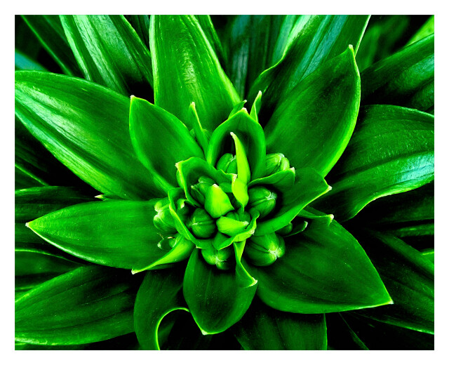 Lilies awakening