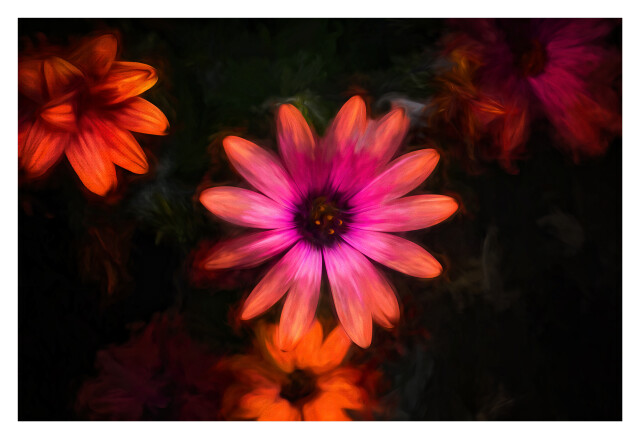 Daisies II