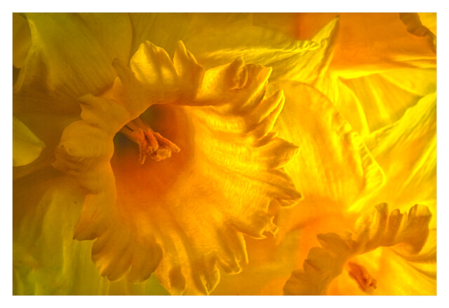 Daffodils 