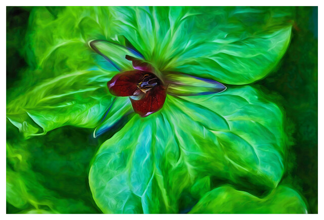Trillium 