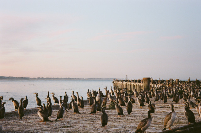 OAMARU SHAGS