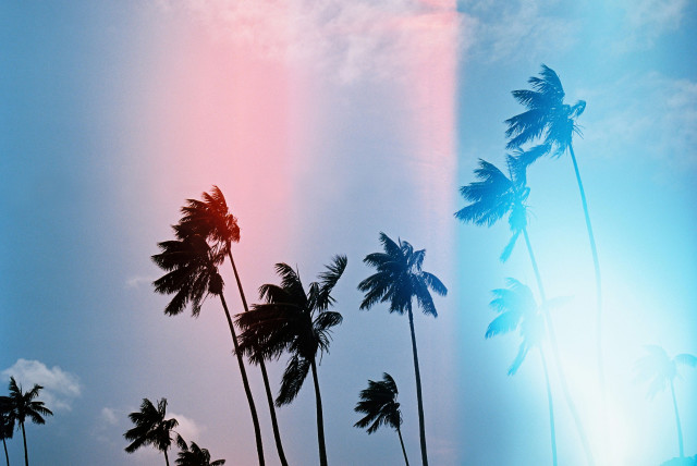 PAINTED PALMS