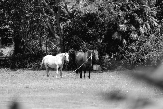  Shannon & Lance Pōwhiri B&W
