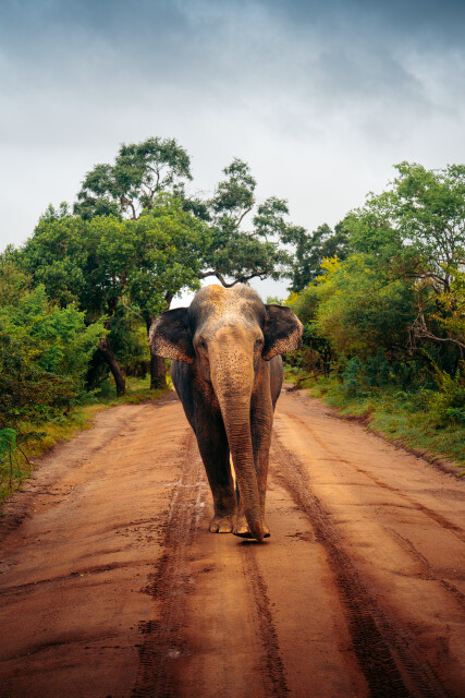 Gentle Giant: Sri Lanka