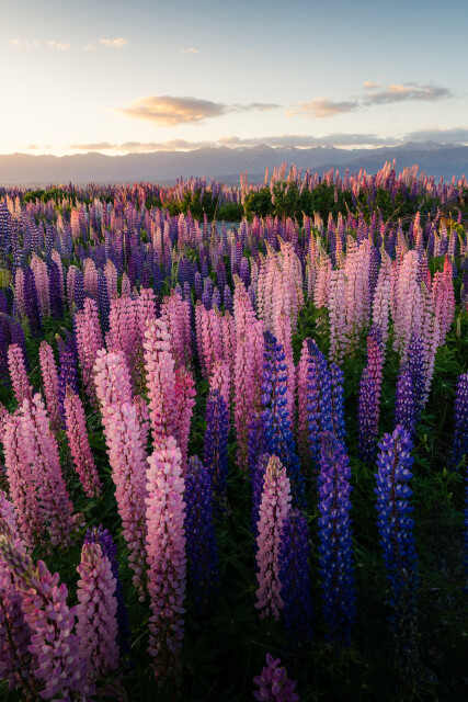 Blossom: Mackenzie Country
