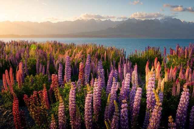 A Sign of Spring: Mackenzie Country