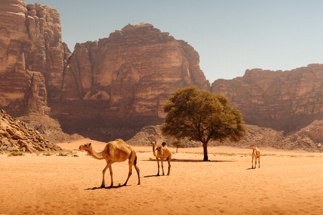 Nomads: Wadi Rum Desert