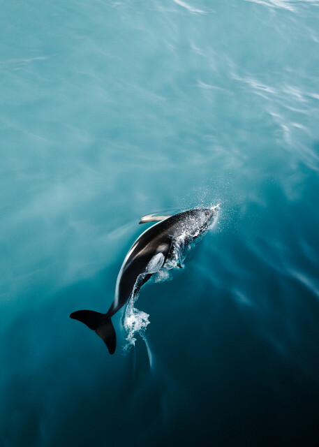 Diving Dusky: Kaikōura Pensinsula