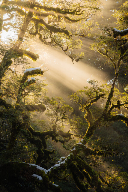 Glimmer: Fiordland