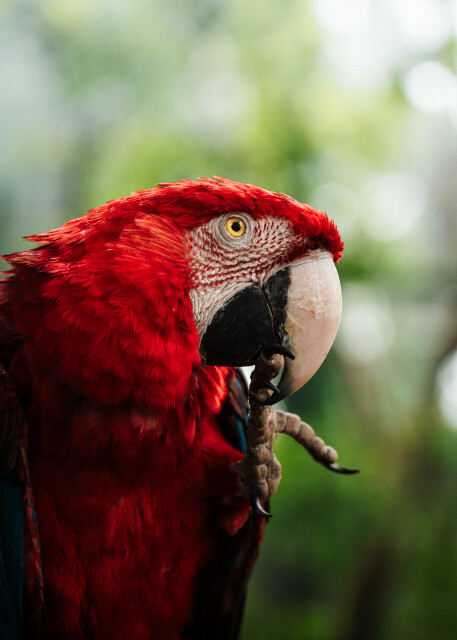 Arara: Brazil