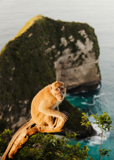 Wave Watcher: Nusa Penida