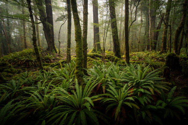 Sanctuary: Fiordland