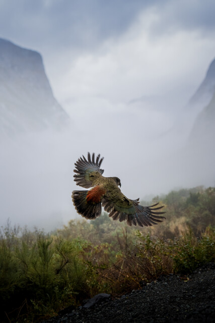 Dominion: Fiordland