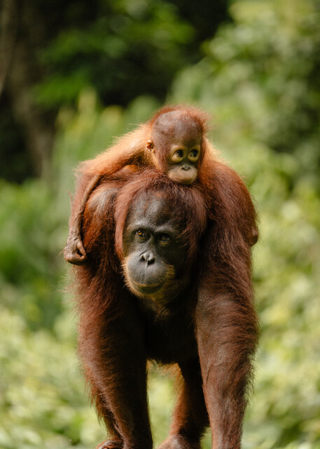 Mother: Borneo