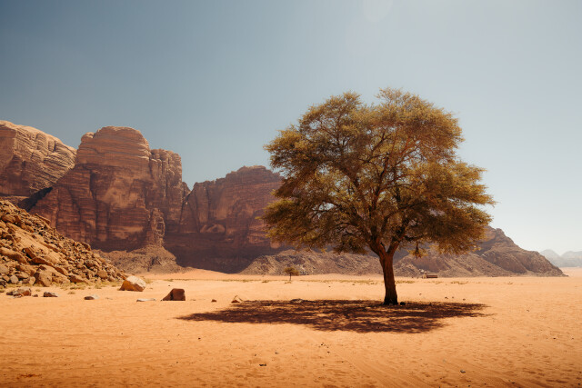 Oasis: Wadi Rum Desert
