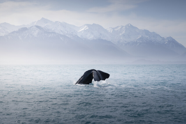 Deep Dive: Kaikōura Peninsula