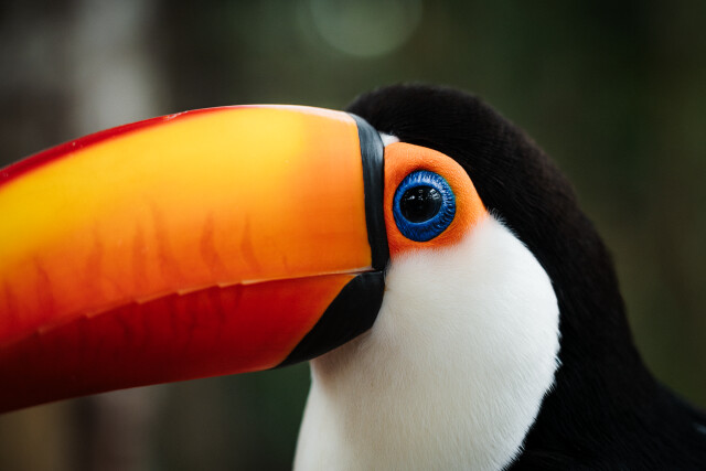 Tucano: Brazil