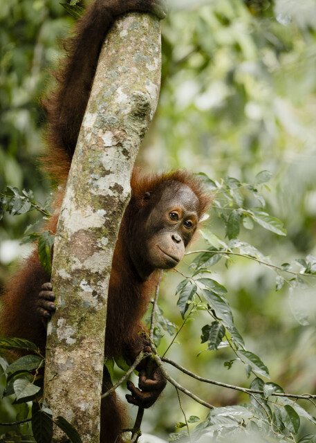 A Watchful Eye: Borneo