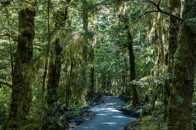 New Zealand Rain Forest Walk